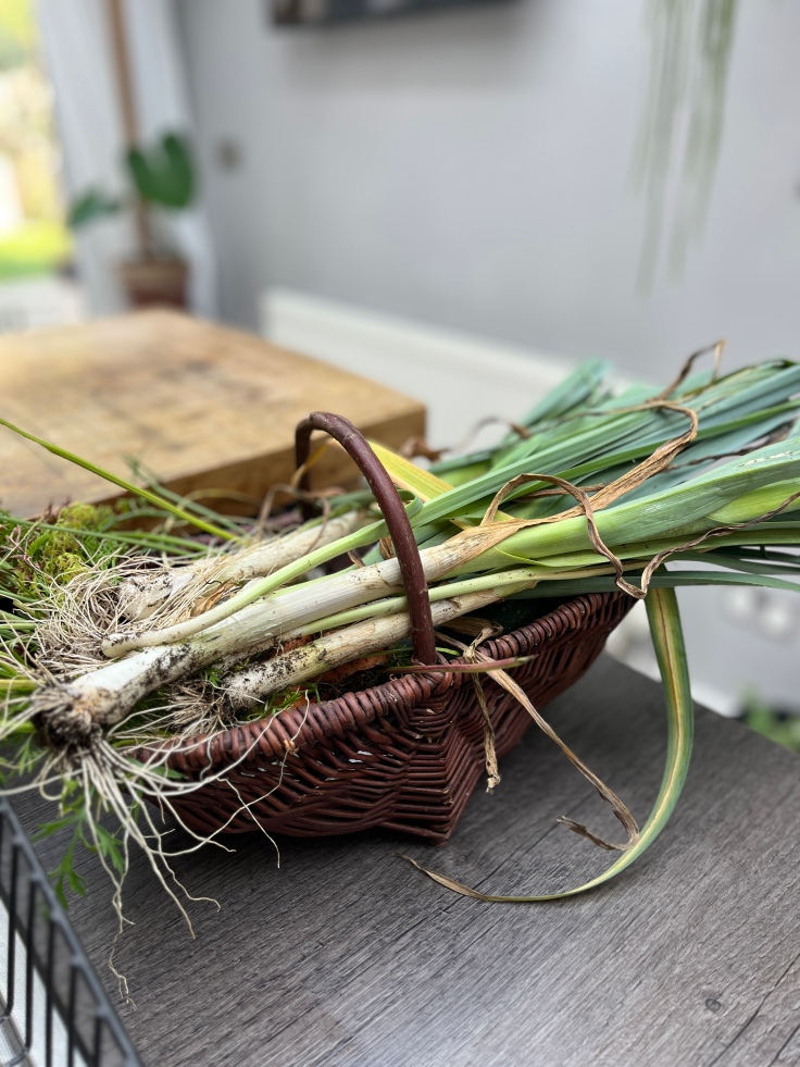 freshly harvested leeks in a basket trug on a kitchen counter