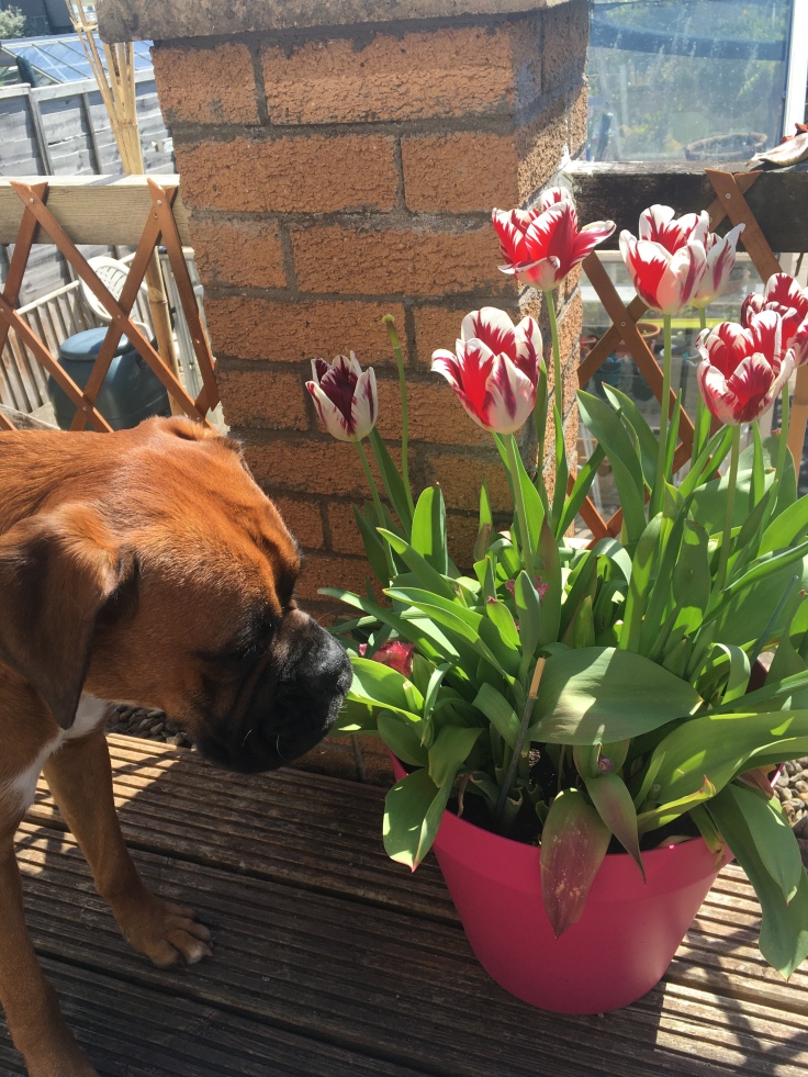 a boxer dog standing next to a large pink flowerpot containing some flowering red and white tulip flowers and healthy green stalks.