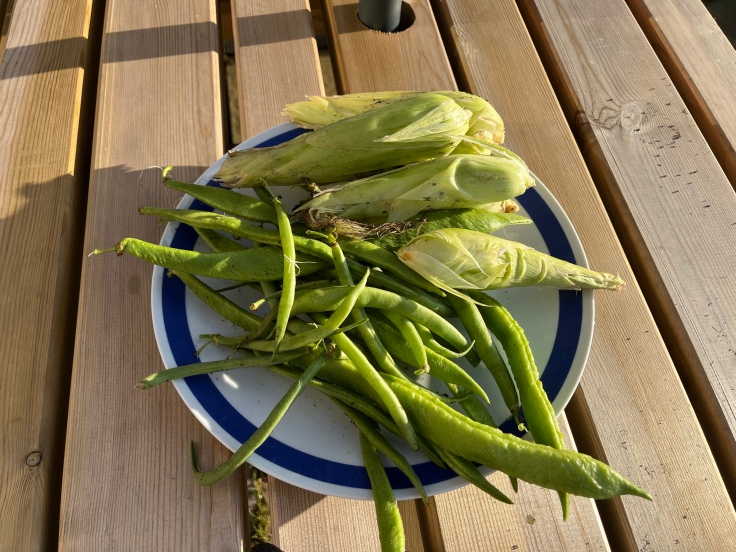 Freshly harvested green beans and corn on a plate on a wooden picnic bench