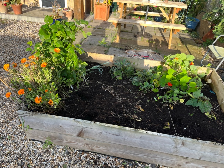 Vegetable bed, mostly sparse with only a calendula, bean and nasturtim left in. In the middle is bare compost. There is a picnic bench in the background