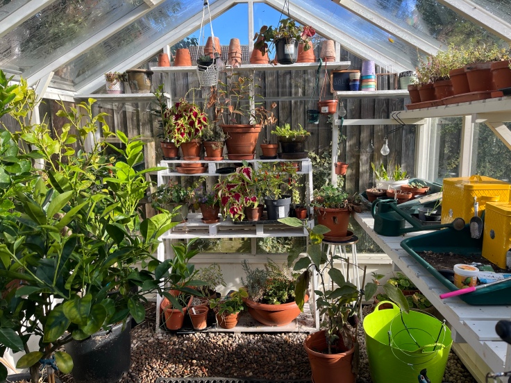 The interior of anAutumnal greenhouse. Containing many healthy plants with vibrant green foiliage. There are many shelves containing terracotta pots. The windows ahead are a little condensed. 