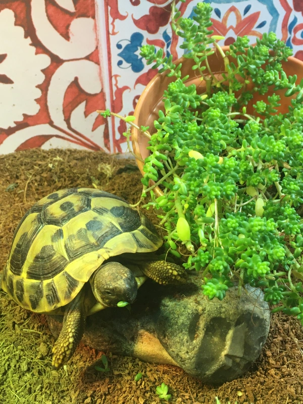 A small tortoise eating from a pot of trailing sedum